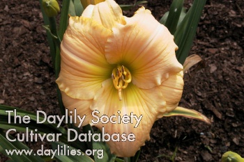 Daylily Porcelain Queen